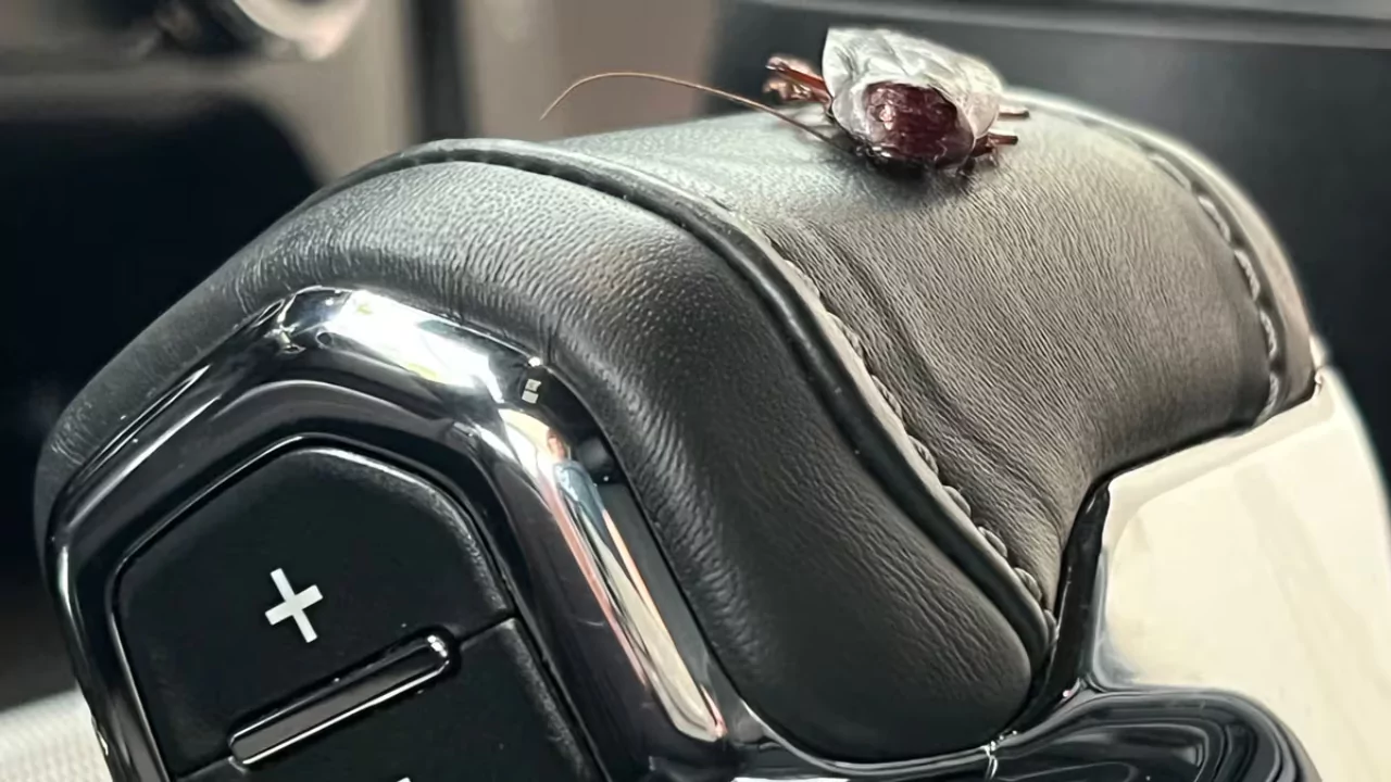 How to Use Bug Bombs Safely In Your Car